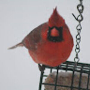 Meet your Posher, Jan